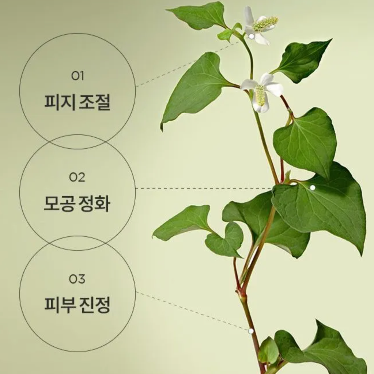 ANUA - Heartleaf Pore Clay Pack (100ml) - v6 - Seoulful Skincare