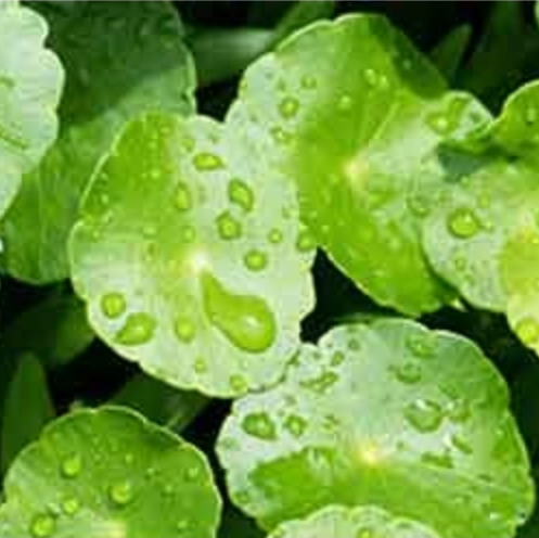 IUNIK - Centella Mild Cleansing Foam (120ml) - v5 - Seoulful Skincare