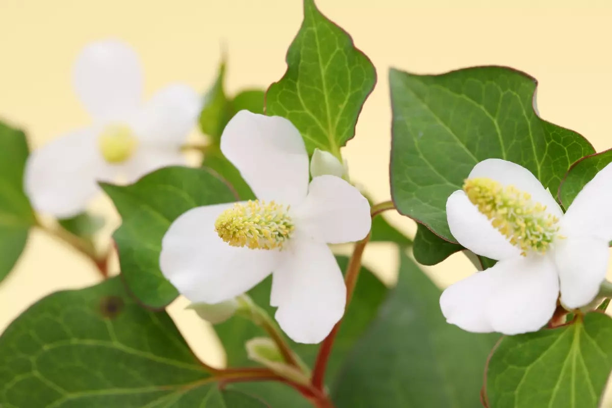 Korean Skincare South Africa - Heartleaf - Seoulful Skincare