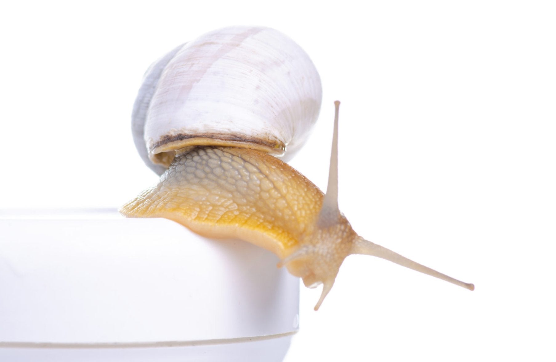 Korean Skincare South Africa - Snail Mucin - Seoulful Skincare