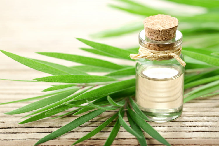 Tea Tree - Seoulful Skincare