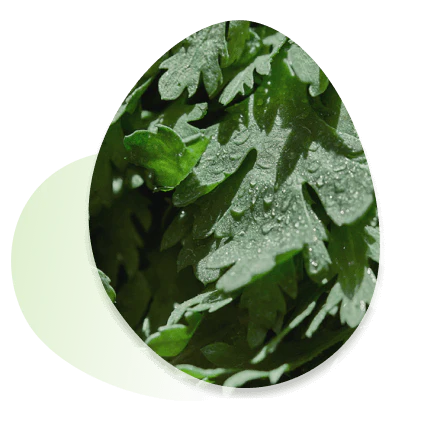 Round Lab - Mugwort Calming Sheet Mask (1pc, 5pc, 10pc) - v7 - Seoulful Skincare