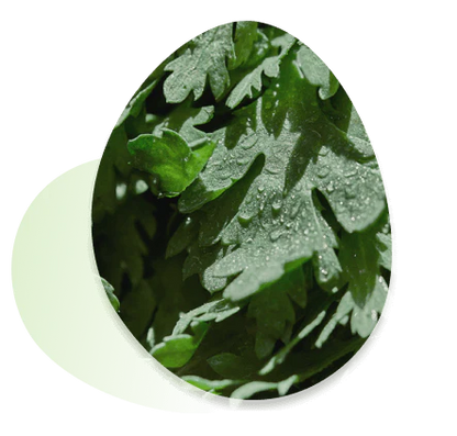Round Lab - Mugwort Calming Sheet Mask (1pc, 5pc, 10pc) - v7 - Seoulful Skincare