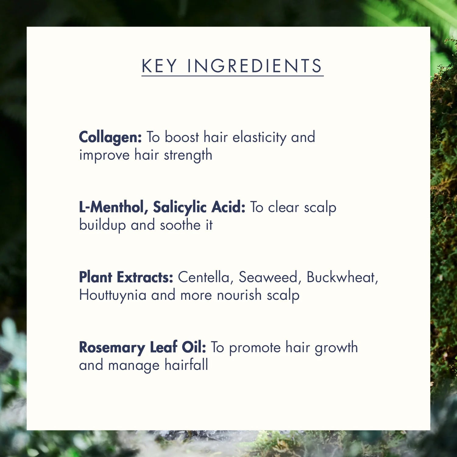 TREECELL - Night Collagen Shampoo Midnight Forest (360ml) 7 - Seoulful Skincare