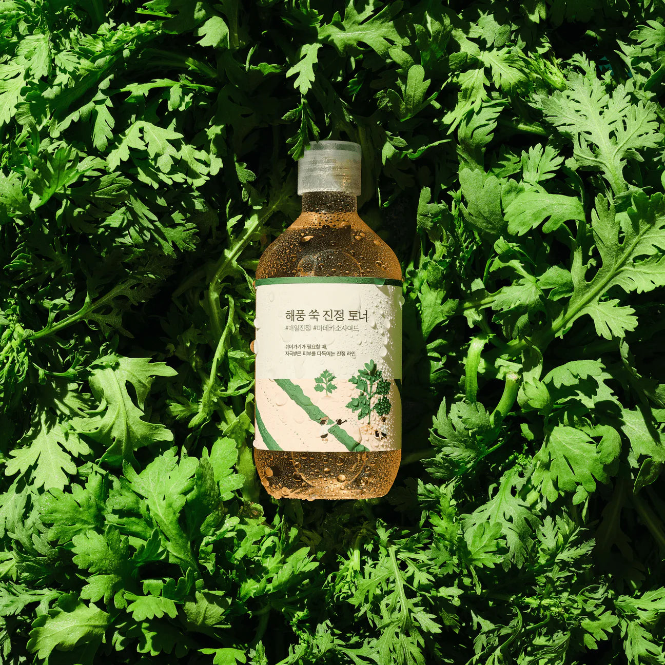 Round Lab - Mugwort Calming Toner (300ml) - v - Seoulful Skincare